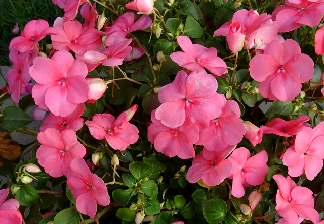 plante care infloresc tot anul