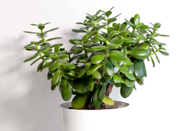 Planta banilor (Crassula sau Arborele de jad)