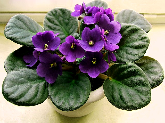 plante care infloresc tot anul