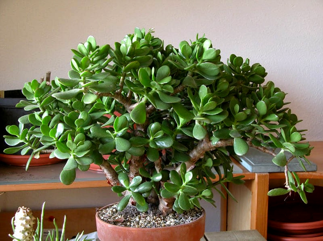 5 plante care aduc noroc si bani