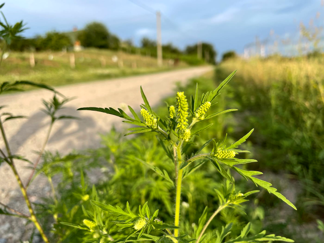 Ce este ambrozia, planta la care mulți oameni sunt alergici