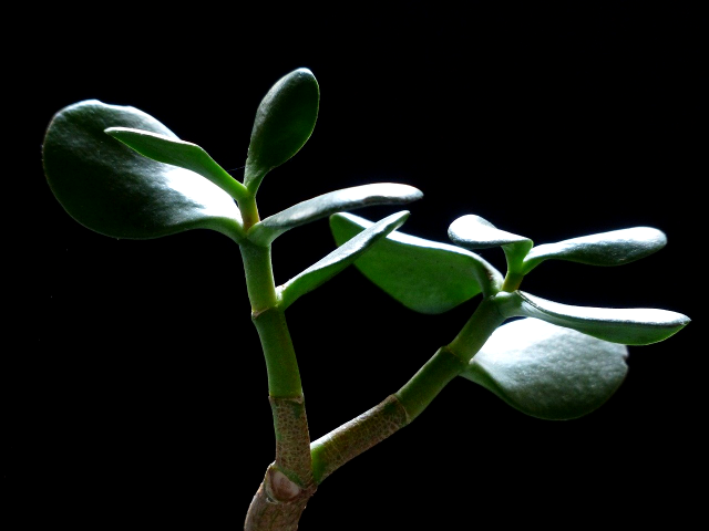 Plantele pe care este bine să le pui la intrarea în casă