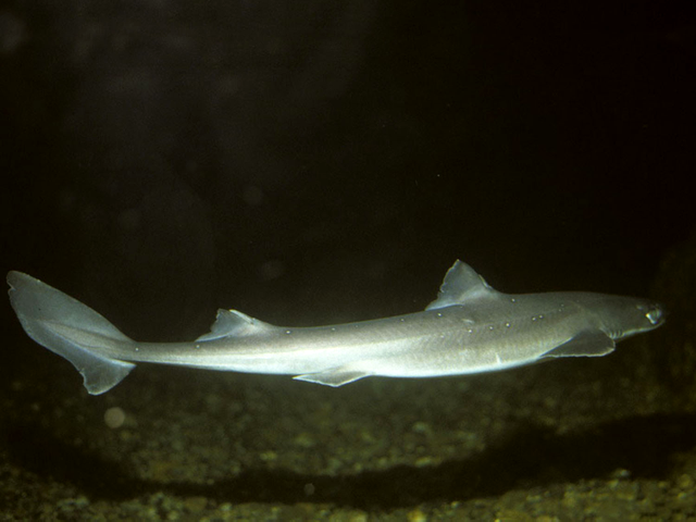 Câinele de mare