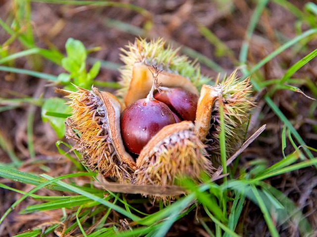 De ce oamenii din antichitate puneau in casa un bol cu castane