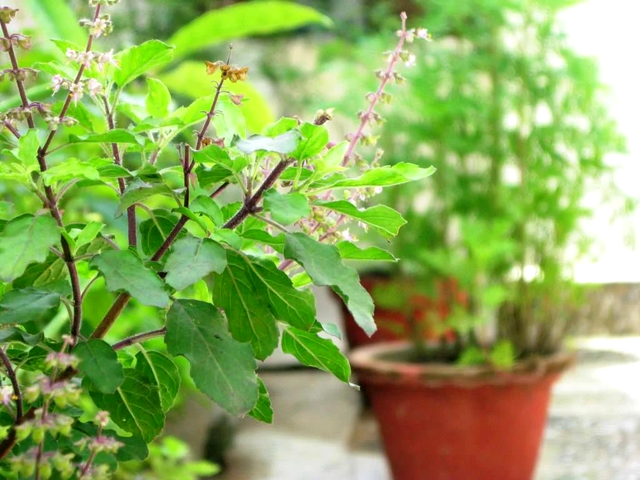 Plante care aduc noroc. Ce trebuie să ai în casă pentru a avea bani, prosperitate și armonie