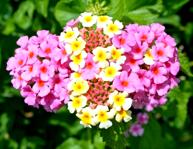 Lantana