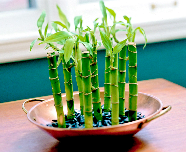 Planta care atrage banii