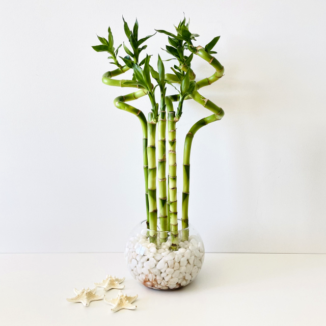 plante care aduc noroc in casa