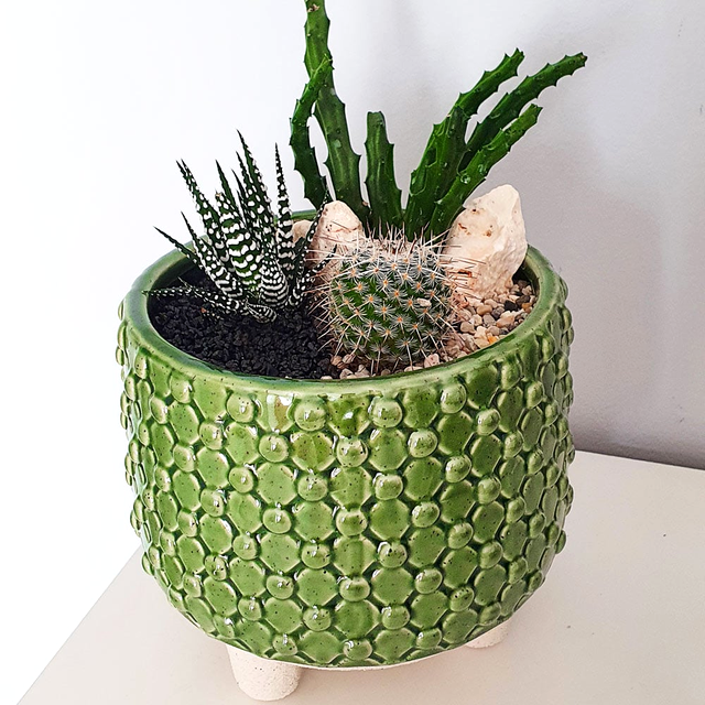 De ce nu e bine să ții cactus în casă