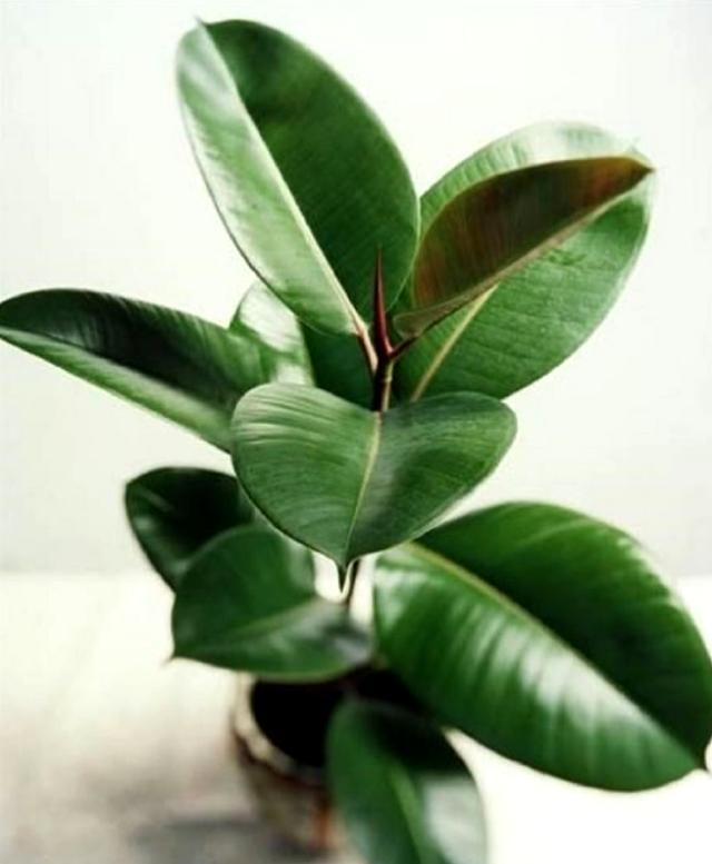 Planta de cauciuc