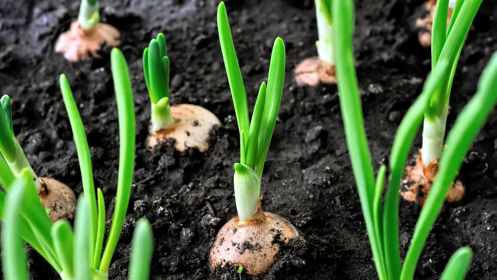 Luna în care este bine să plantezi ceapa în grădină. Așa vei obține o recoltă bogată