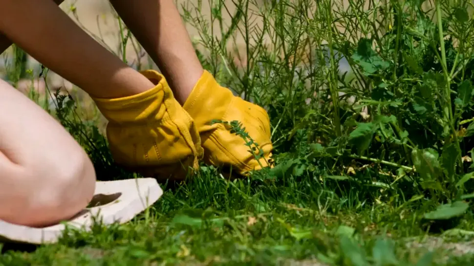 Ce se întâmplă dacă presari mălai în fața casei. Trucul inedit cu rezultate fabuloase