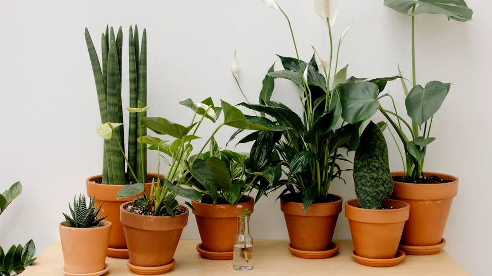 5 plante de interior care ne pot face viața mai frumoasă și mai relaxantă