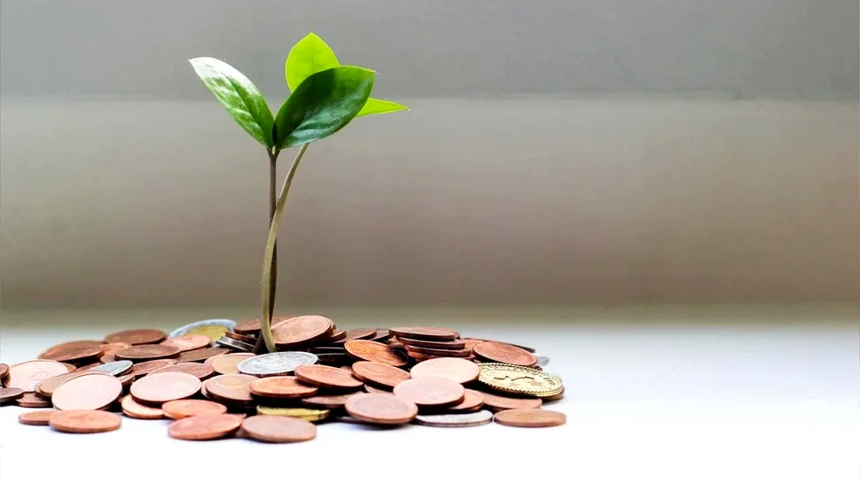 Planta banilor. Unde trebuie să o ții în casă și ce este bine să faci cu ea ca să ai noroc