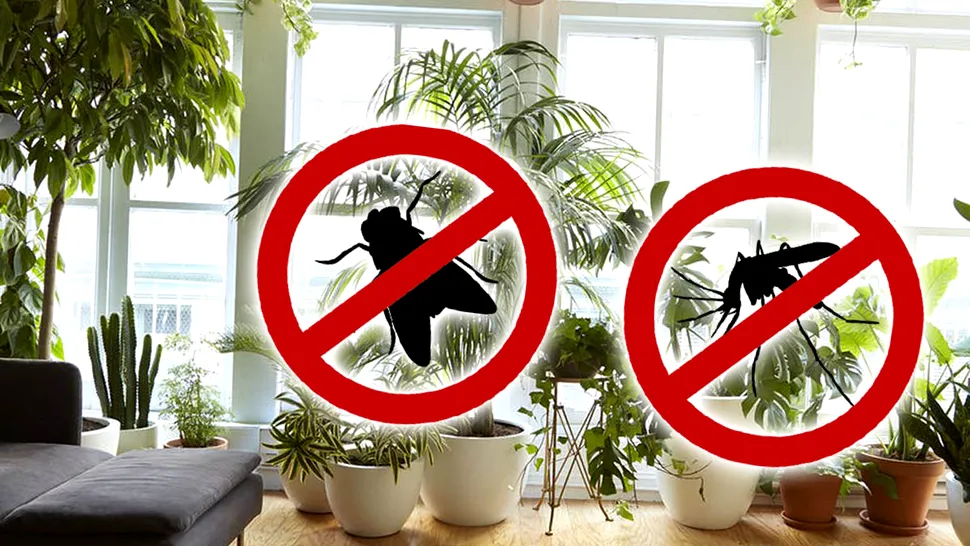 Planta care alungă insectele nedorite din casa ta. Ce nu trebuie să-ți lipsească dacă vrei să ții la distanță muștele și țânțarii