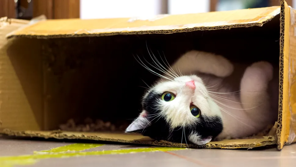 De ce adoră pisicile să stea în cutii de carton. Ce simt ele, de fapt