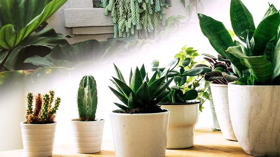 Planta care curăță aerul din casă. Te scapă de praf și mirosurile neplăcute