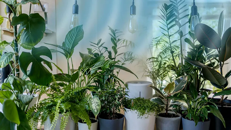Plantele care elimină energia negativă din casă. Te feresc de necazuri
