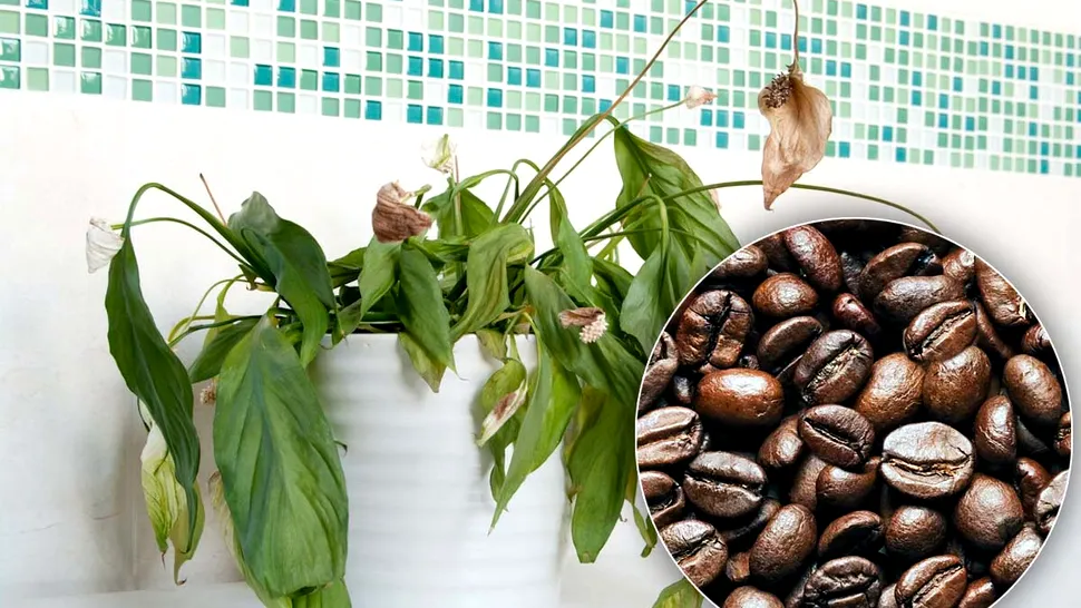 Amestecul puternic cu cafea care readuce la viață chiar și cele mai uscate plante. Ce alte ingrediente banale îți mai trebuie