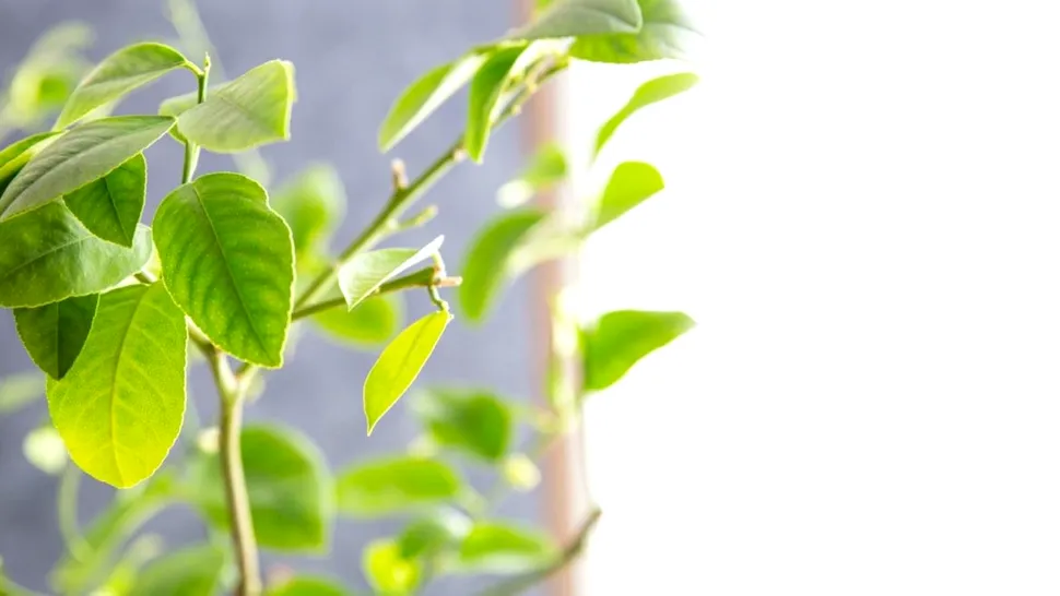 Planta pe care orice român trebuie să o aibă la intrarea în casă. Va atrage norocul și prosperitatea