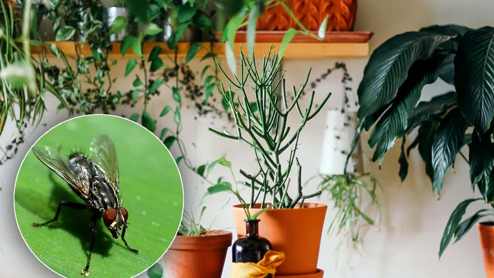 7 plante care țin muștele la distanță. Este bine să le ai în casa ta