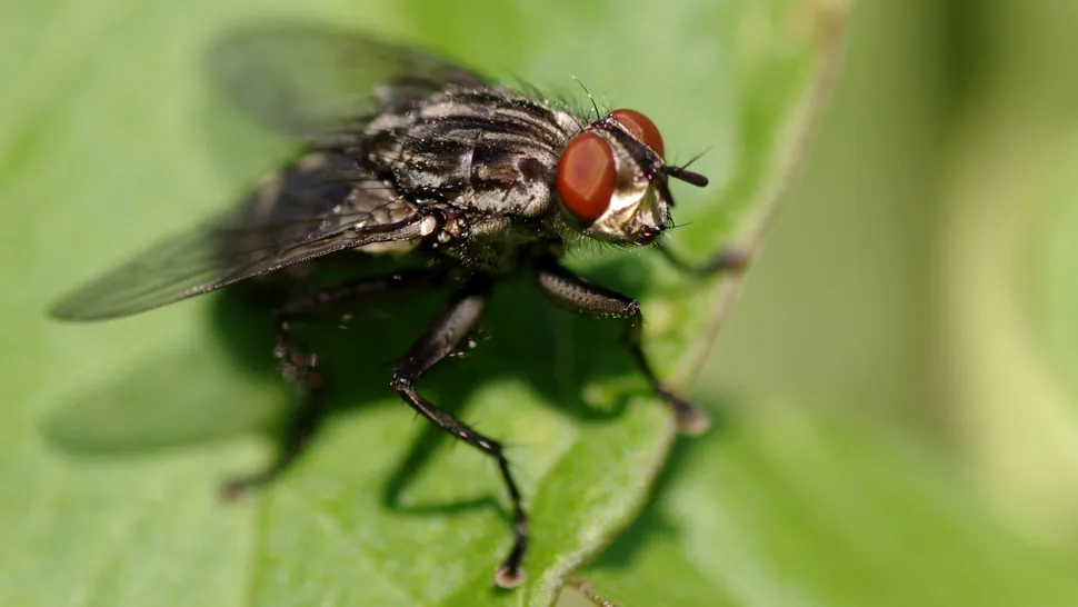 Ingredientul banal din bucătărie pentru alungarea muștelor. Ține la distanță aceste insecte de locuința ta