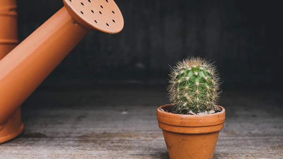 Ce se întâmplă, de fapt, când dormi cu un cactus în cameră. Sigur nu te-ai fi gândit la asta