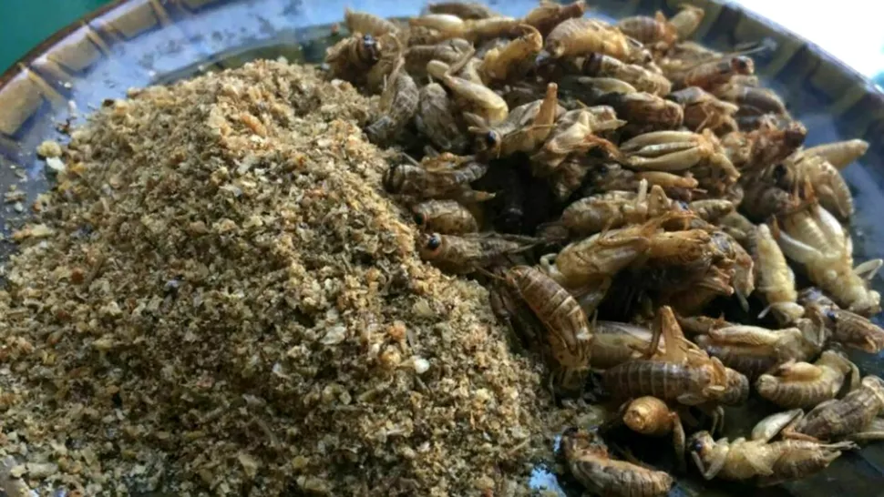 Făina de greiere a apărut și în România. Cât costă 100 de grame. Prețul este uriaș