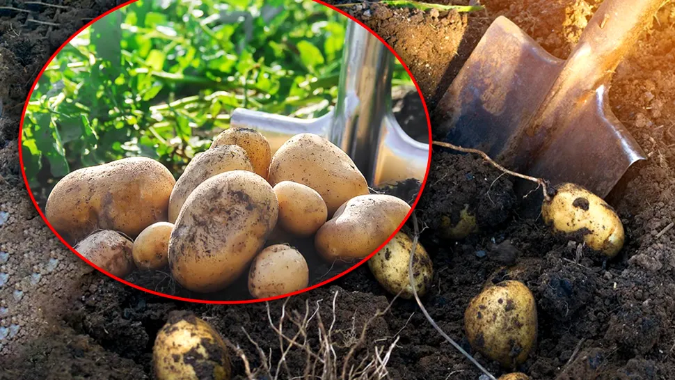 Ce să nu plantezi niciodată lângă cartofi. E o mare greșeală, trebuie să știi asta