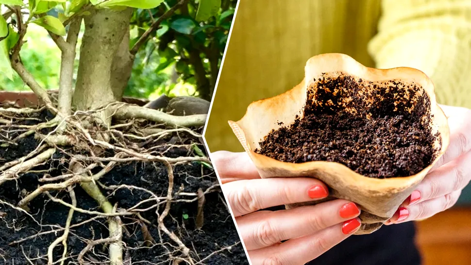 De ce să presari zaț de cafea la rădăcina plantelor, de fapt. Trucul e uimitor, îți va fi de mare ajutor