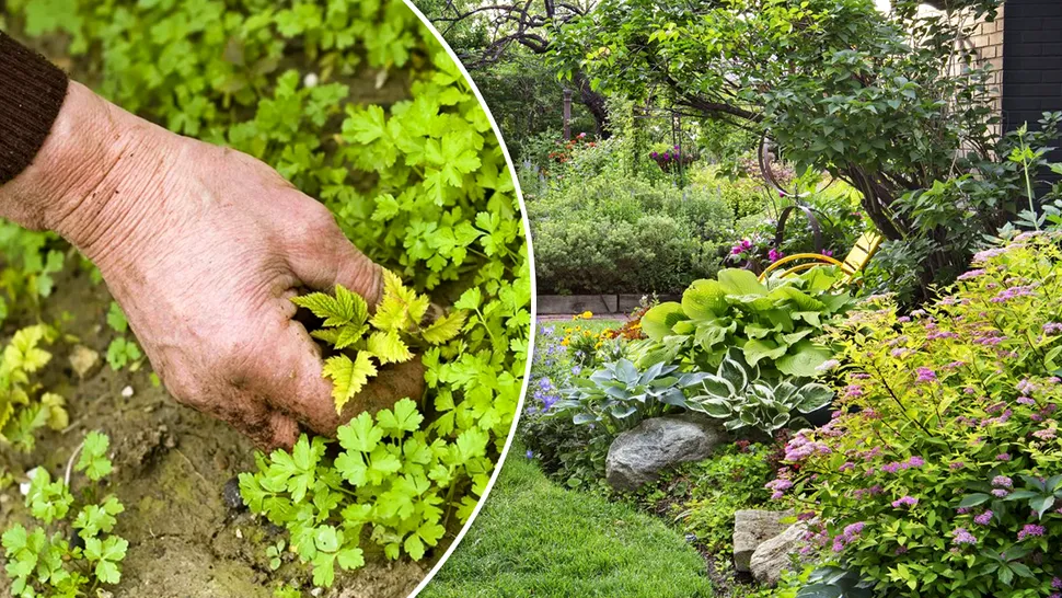 Planta care elimină buruienile din grădină. Ce trebuie să plantezi de fapt. Trucul nebănuit