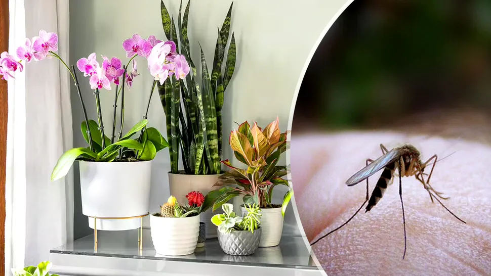 Planta care ține țânțarii la distanță. Este un aliat puternic împotriva acestor insecte