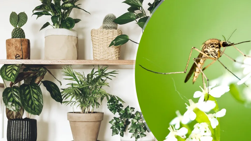 Trucul banal care ține departe țânțarii de casa ta. Ce nu trebuie să-ți lipsească din locuință. Este aliatul ideal împotriva acestor insecte