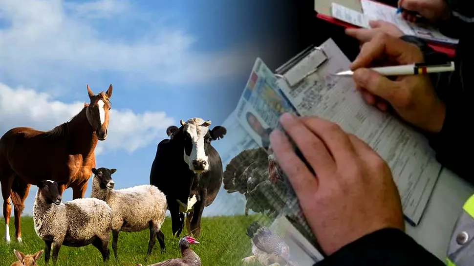 Animalele pe care românii nu vor mai putea să le crească în curte. Stupoare pentru mulți, ce apare în proiectul de lege