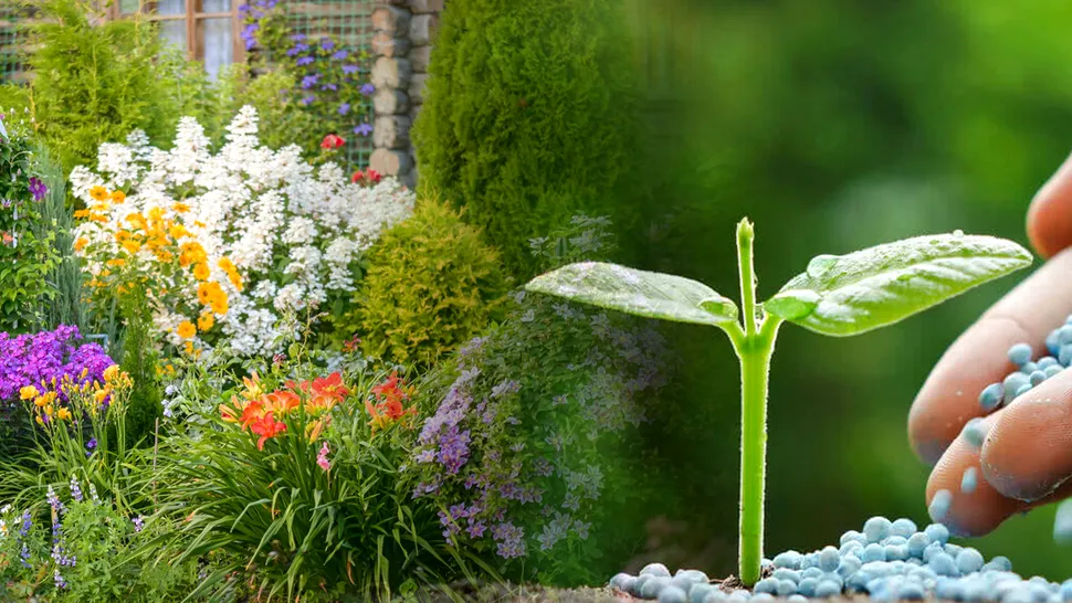 Cum obții cel mai bun îngrășământ pentru plantele din curtea ta. Te scapă de dăunători și te ajută să ai o grădină bogată