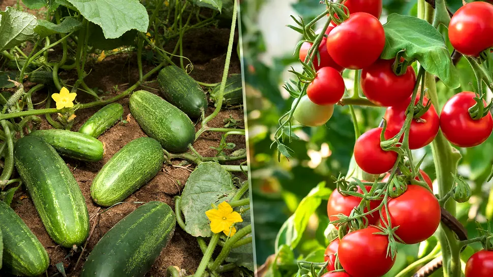 Se pot planta roșii lângă castraveți? Detaliul esențial de știut, multă lume face greșeala