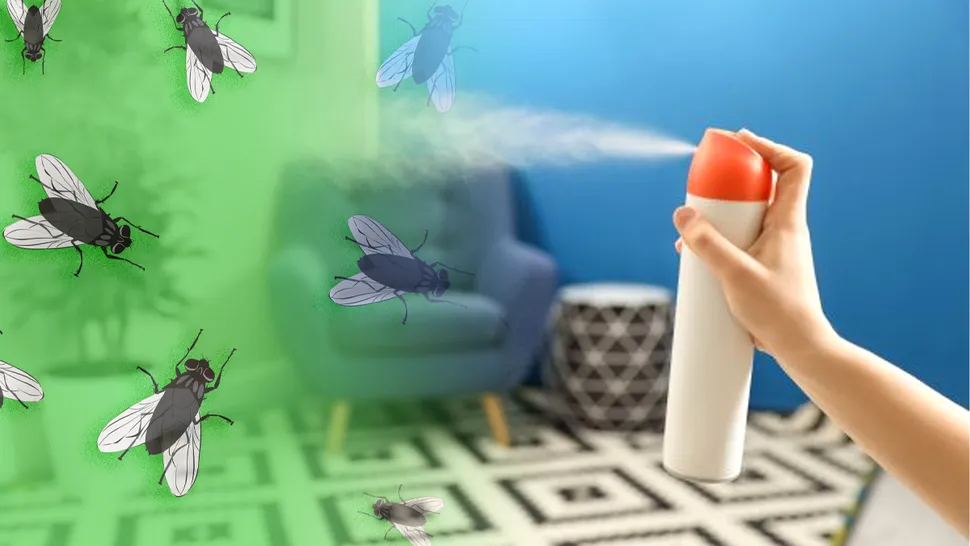 Cu ce trebuie să pulverizezi prin casă pentru a scăpa de muște pe timp de vară. Amestecul natural și puternic care le ține la distanță