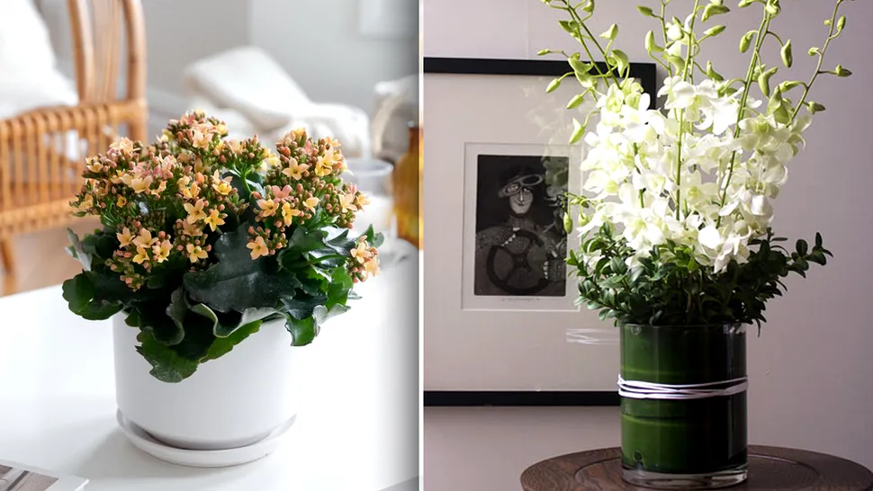 Florile tale preferate vor înflori tot anul dacă faci asta. Ce să adaugi în ghiveci, de fapt