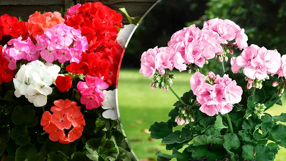 Locul în care nu trebuie să ții niciodată mușcatele. E interzis să faci asta cu florile tale