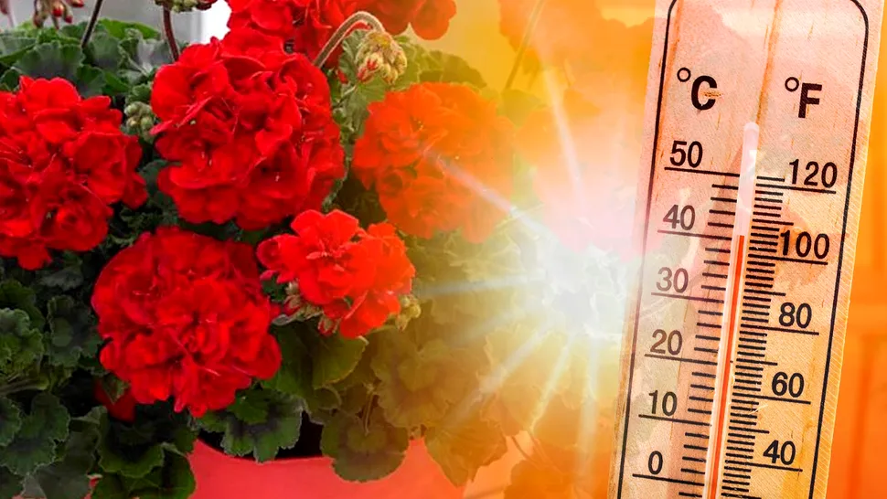 Până la ce temperatură rezistă mușcatele afară. Greșeala pe care o fac foarte multe românce