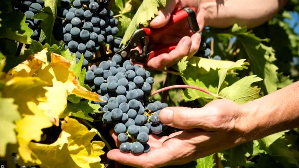 Când se culeg strugurii. Primele semne că fructele s-au copt. Sfatul de aur al agricultorilor pentru un vin delicios și parfumat