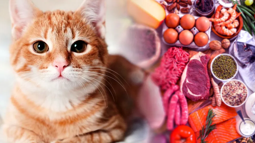 Ce alimente au voie să mănânce pisicile. Este esențial să știi asta, dacă felina poftește la mâncarea ta
