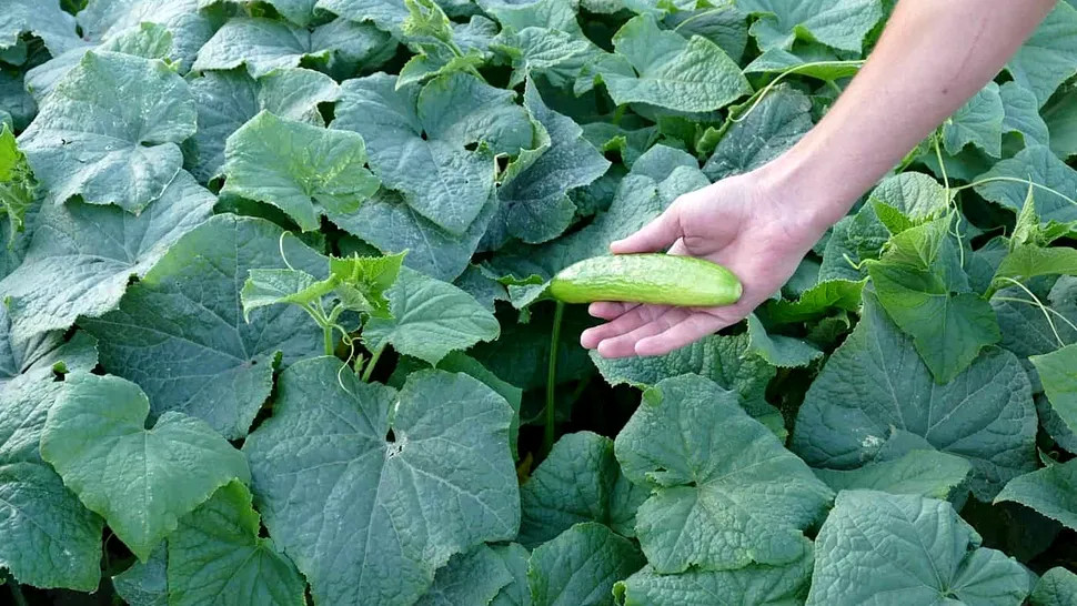 Ce să plantezi lângă castraveți ca să ai recoltă bogată. Așa fac gospodarii de la țară, vor crește mari și frumoși