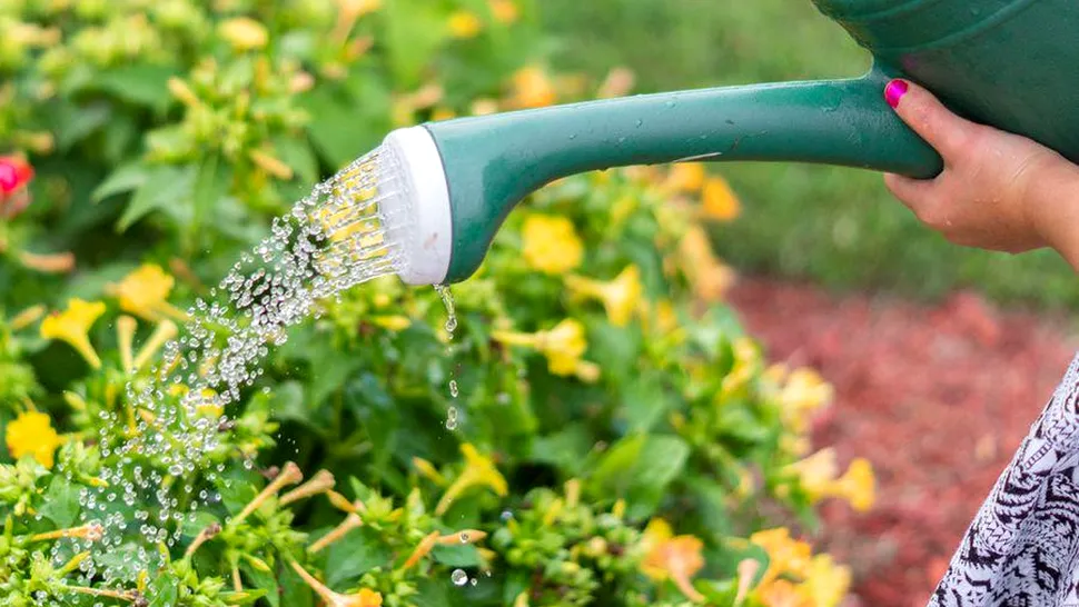 Cea mai ieftină metodă care te scapă de dăunătorii din grădină. Ce trebuie să adaugi de fapt în apa cu care uzi plantele, este foarte simplu de preparat