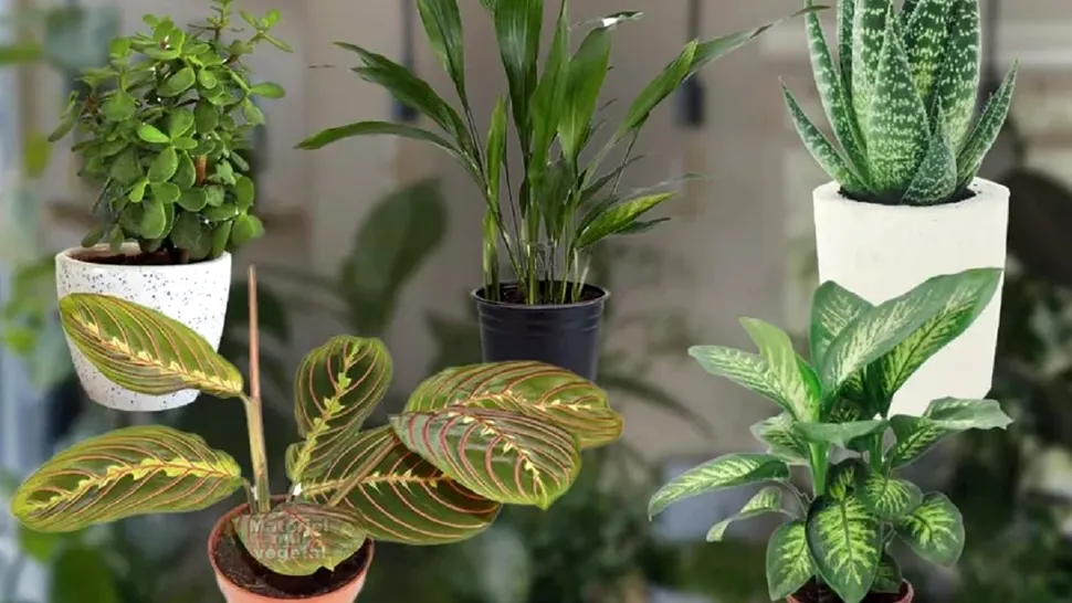 De ce să pui coji de ceapă pe plante. Sfatul de aur al grădinarilor profesioniști, vei iubi acest secret