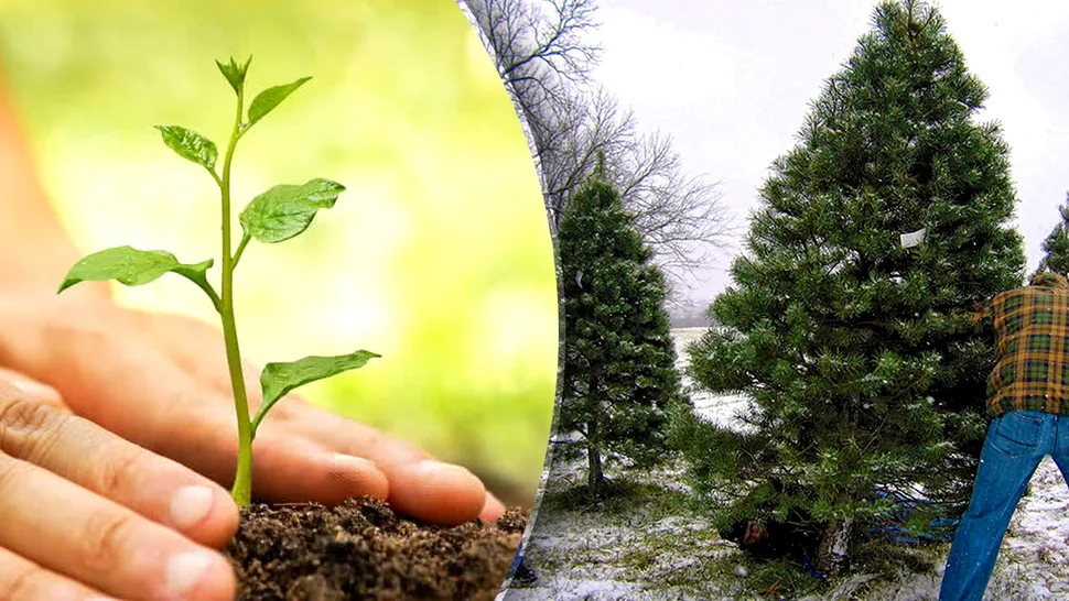 Când se plantează brazii în grădină. Ce e bine să faci în primele zile și care e locul ideal pentru plantare