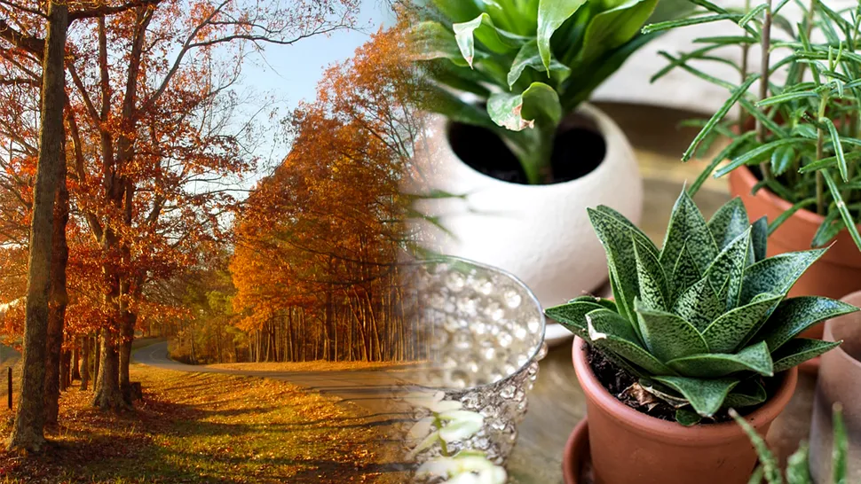 Ce să faci toamna cu plantele, ca să arate spectaculos. Trucurile care îți sar în ajutor