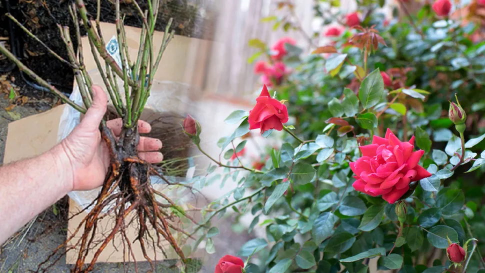 Ce să pui la rădăcina trandafirilor ca să înflorească de mai multe ori pe an. Secretul pe care florile tale îl vor adora