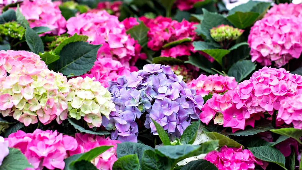 Când se plantează hortensia din ghiveci în grădină. Cum se îngrijește corect planta care îți înfrumusețează casa