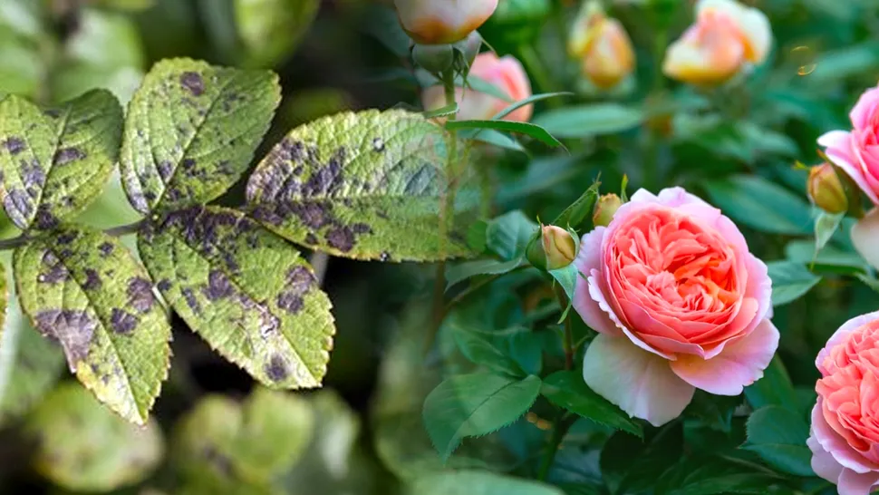 De ce apar pete negre pe frunzele trandafirilor. Cum le poți trata, metoda care îți scapă florile preferate de boală